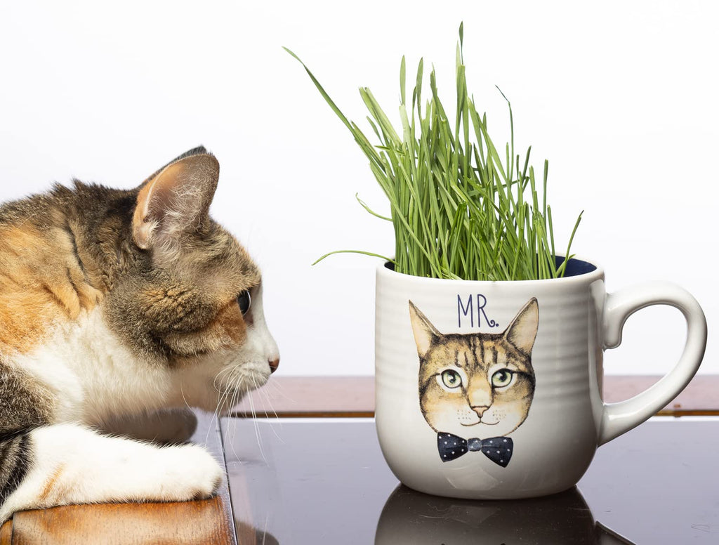 Cat Grass Refill Kit, 3 Pack, Certified Organic W4550