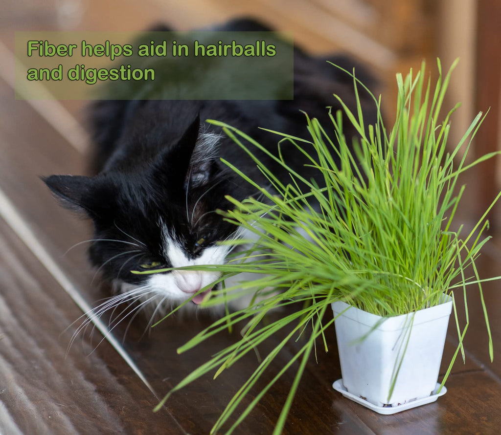 Cat Grass Refill Kit, 3 Pack, Certified Organic W4550