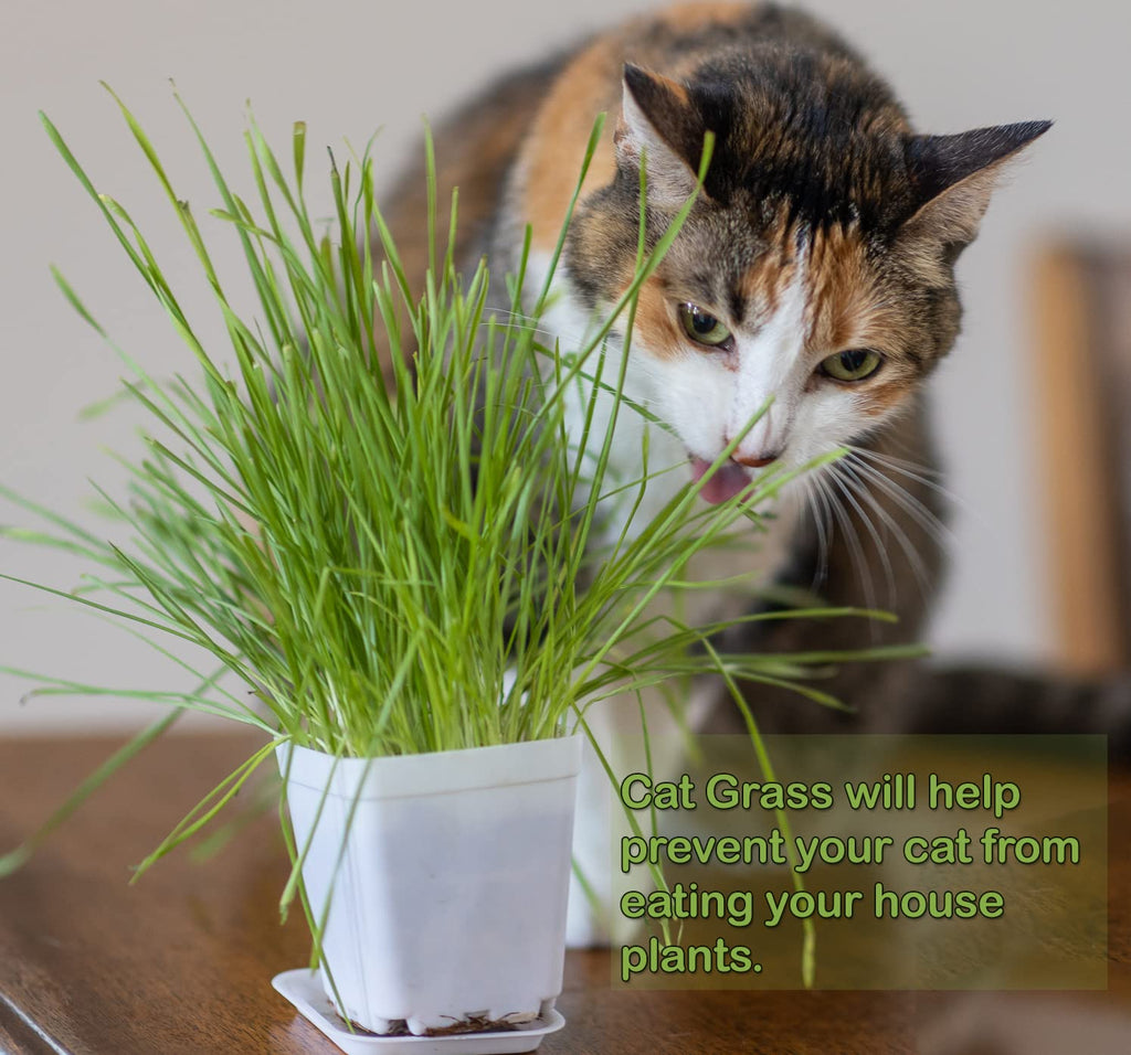 Cat Grass Refill Kit, 3 Pack, Certified Organic W4550