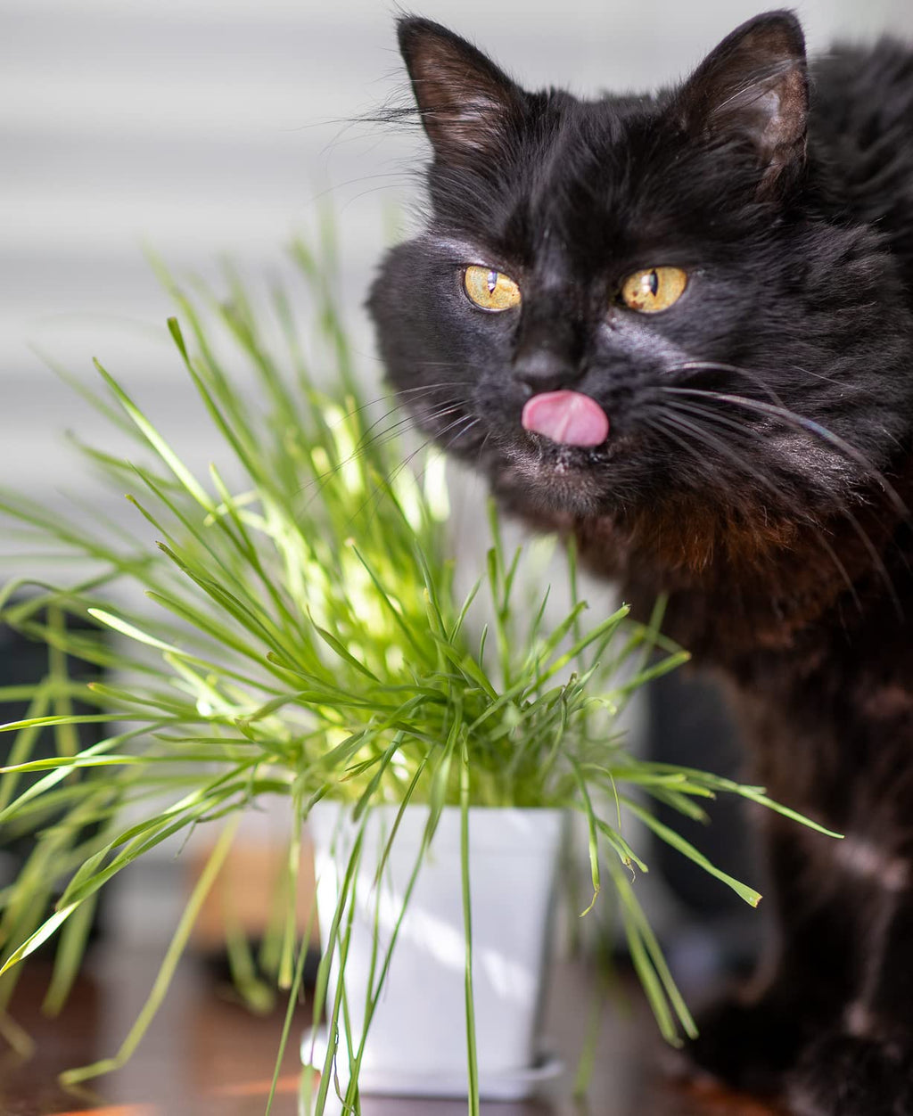 Cat Grass Refill Kit, 3 Pack, Certified Organic W4550